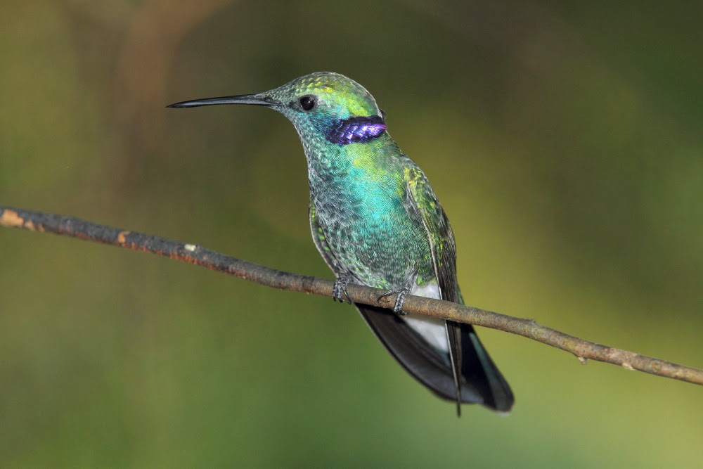 Los colibríes de Folha Seca