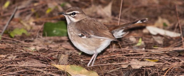 Brown Scrub Robin is een geheimzinnige kustboszanger die werd ontdekt in de provincie KwaZulu-Natal door Johan Wahlberg. Afbeelding door Adam Riley 