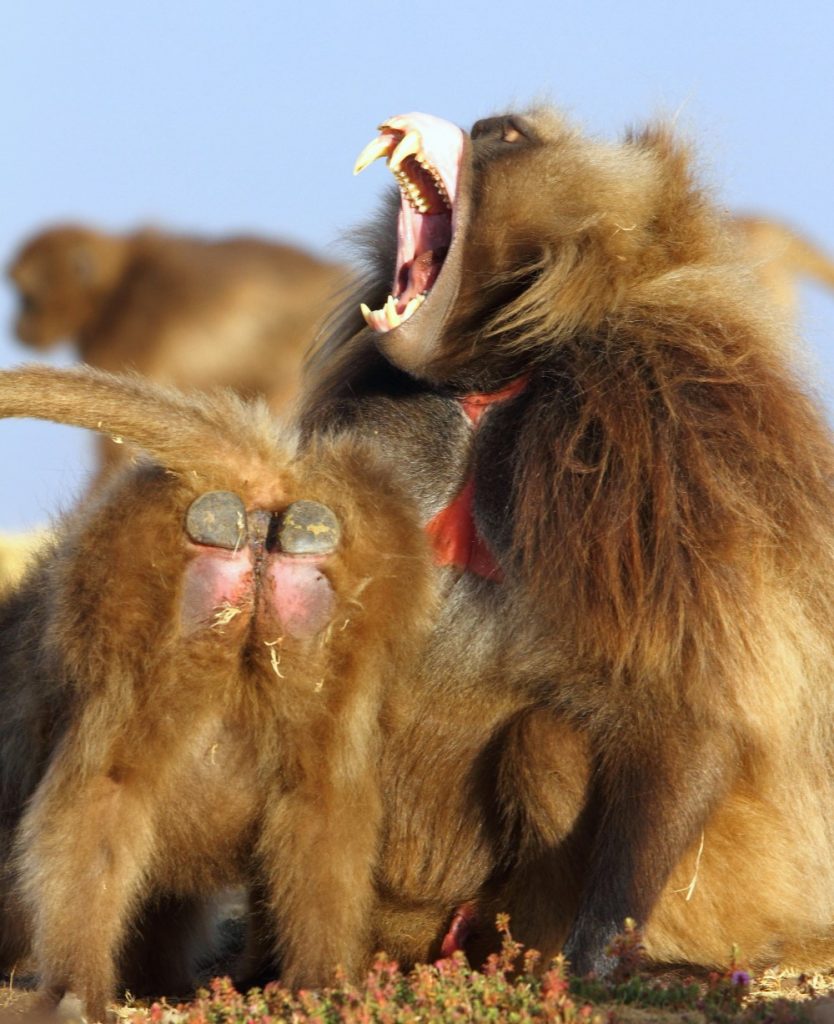 Yawning male and a female showing off Gelada’s typical buttock pads