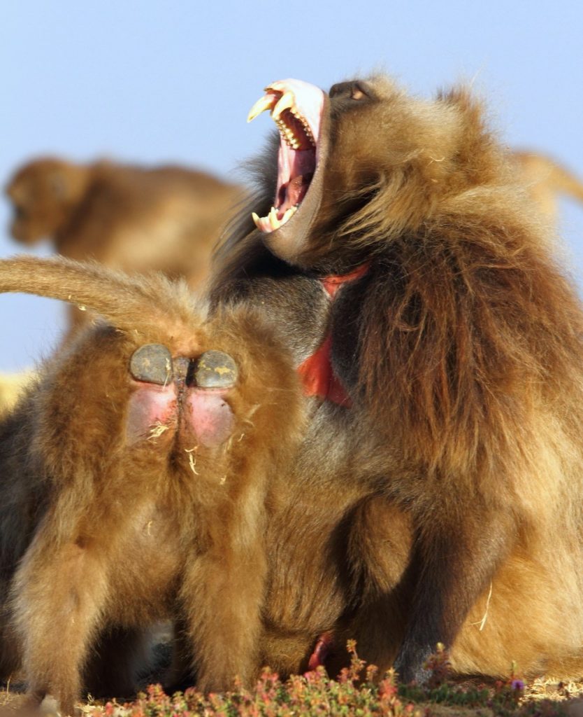 Gabende han og en hun, der viser Geladas typiske baldepuder frem