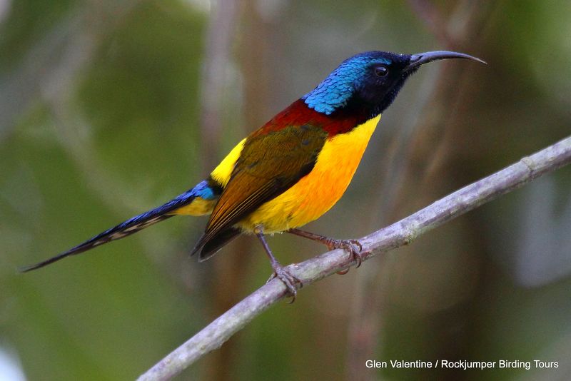 Pájaro sol de cola verde: este exquisito pájaro sol es una característica agradablemente común de los bosques de Bután.