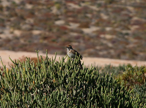 Ett ovanligt foto av en svår och mycket lokaliserad fågel, Barlow&#39;s Lark