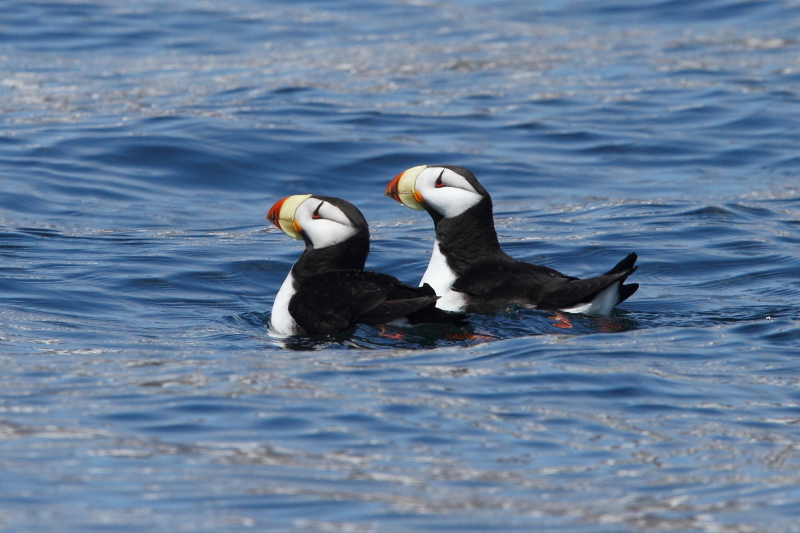 Ett par Horned Puffin. Bild av Adam Riley 