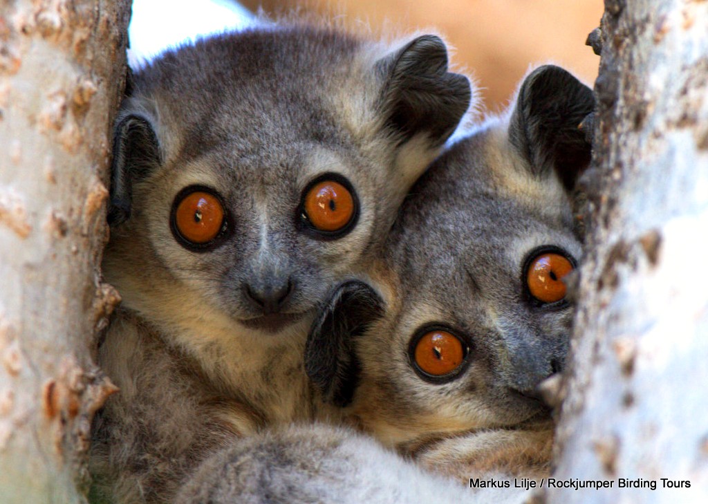 Vitfotad Sportive Lemur, Berenty av Markus Lilje