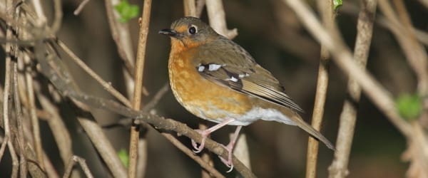 Orange Ground Thrush is a secretive mistbelt forest species that occurs in mid-elevation forests of KwaZulu-Natal, where it was first discovered by Thomas Ayres. Image by Adam Riley