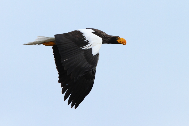 Le puissant aigle de mer de Steller en vol à travers la rivière Zhapanova. Image d&#39;Adam Riley 