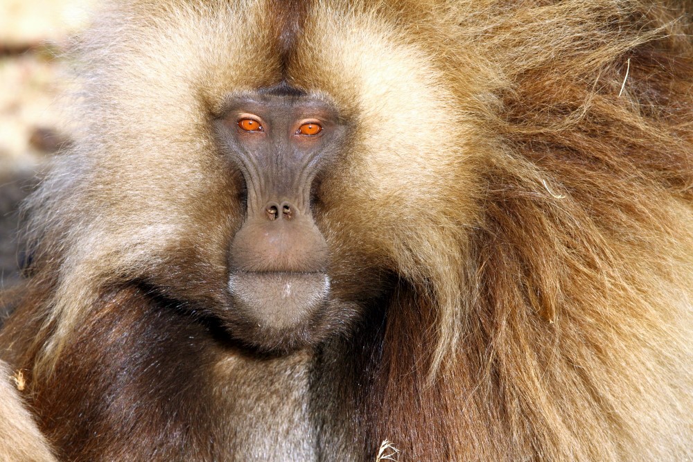 Retrato de un macho Gelada