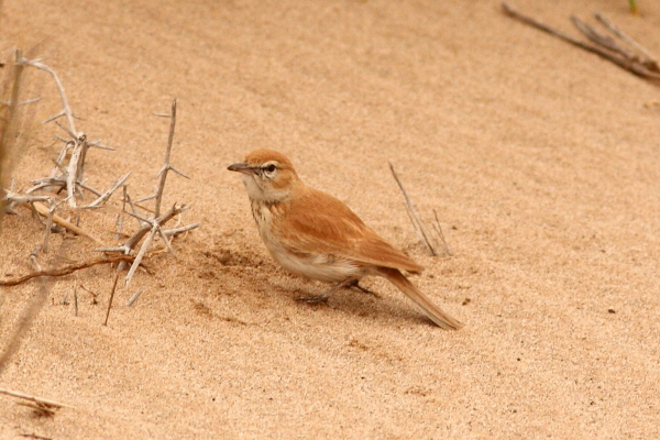 Namibia’s only true endemic, the lovely Dune Lark whose coloration matches that of the sandy riverbeds and surrounding dunes where it occurs