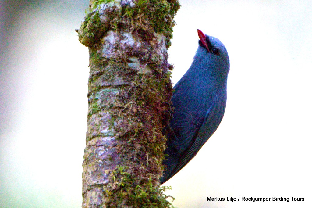 Nuthatch Vanga af Markus Lilje