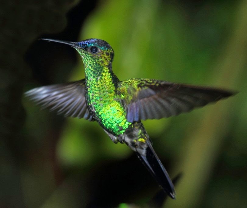 Los colibríes de Folha Seca