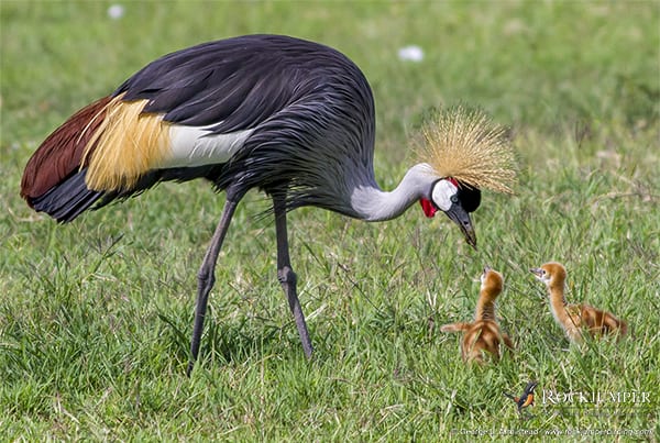 ABA Tanzanie était génial, ABA Colombie est le prochain !