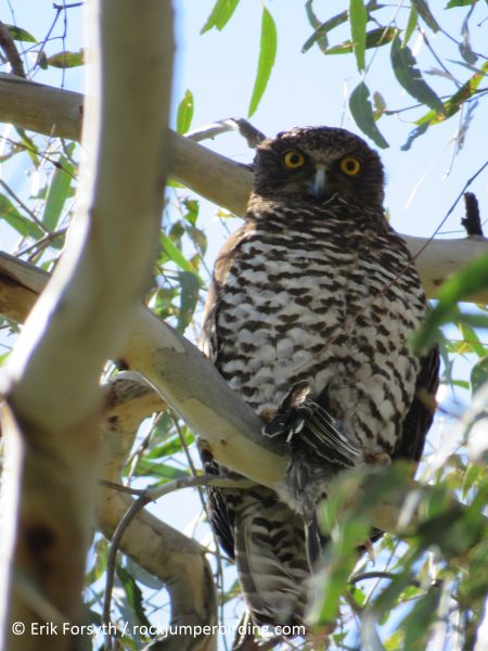 Powerful Owl – Erik Forsyth