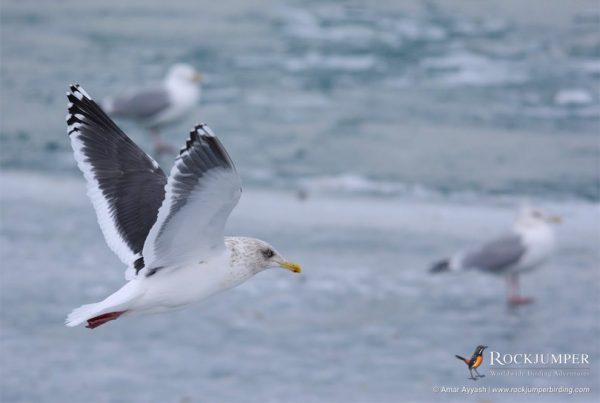 Iedereen&#39;s favoriet, de &quot;Seagulls&quot; zijn groot in Japan