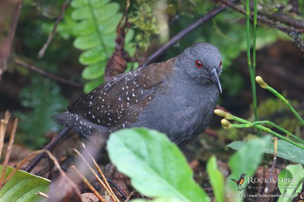 Ecuador vogelreizen