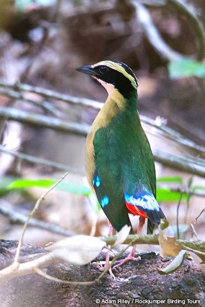 African Pitta by Adam Riley