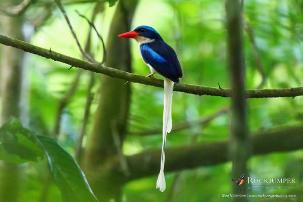 パプア野鳥観察ツアー