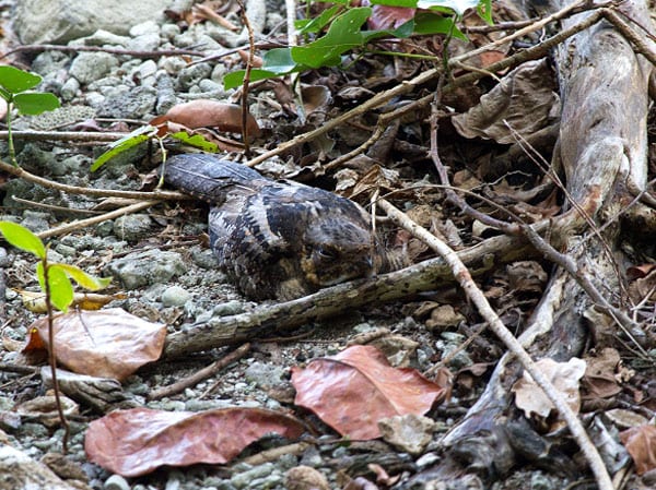 Solomons Nightjar af Adrian Hayward