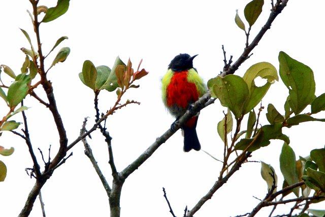 Anchieta’s Sunbird photographed on our 2012 tour by Jonathan Rossouw