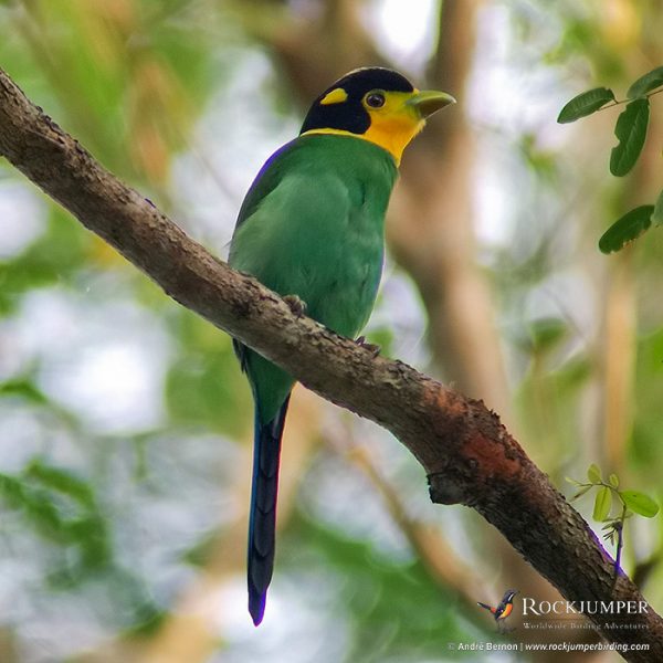 thailandbirdingtour