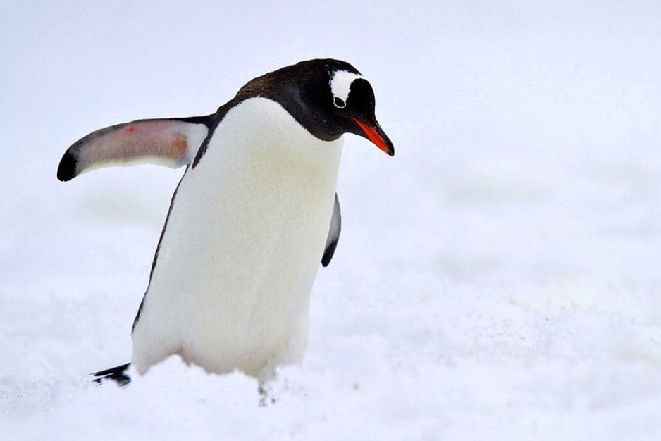 Points forts de la tournée – Antarctique