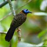 Ocellated Antbird by Adam Riley