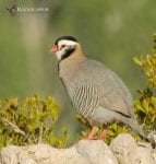 Les perdrix arabes se rencontrent en petits groupes et aiment les flancs de collines rocheuses près des sources. (Photo de Forrest Rowland) 