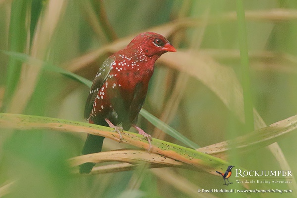 egyptbirdingtours