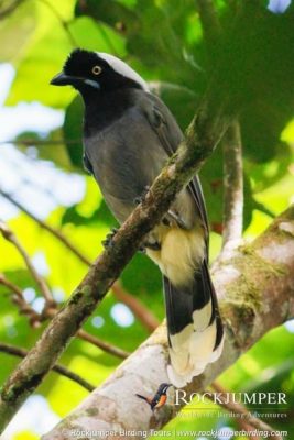 Azure-naped Jay av Josh Beck