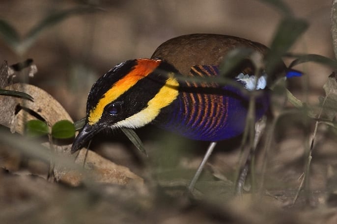 Turens højdepunkter – Thailand