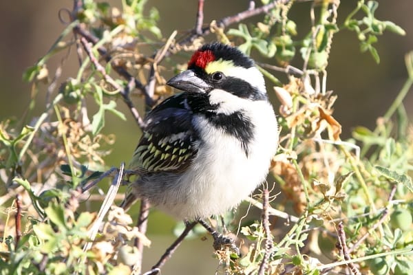 Acacia Pied Barbet er en sydafrikansk næsten-endemisk og erstattes mod nord af Miombo Pied Barbet, som i sig selv erstattes længere mod nord af Red-fronted Barbet