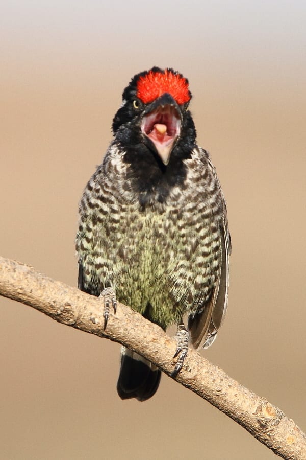 Barbets often regurgitate seeds or pips since the bulk of their diet consists of fruit, especially figs