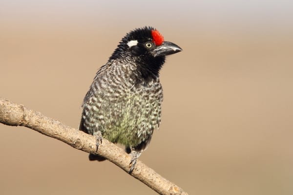 The Banded Barbet er en mellemstor barbet, der er endemisk for Etiopien og Eritrea. Dette billede blev også taget i Lalibela, Etiopien 