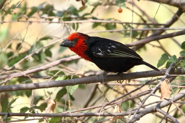 Sortnæbbet Barbet er en nordlig søsterart af Sort-krave Barbet