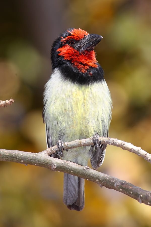 Black-collared Barbet is a common, woodland and yard bird whose familiar call is actually an antiphonal duet of two birds calling in synchronized response to each other
