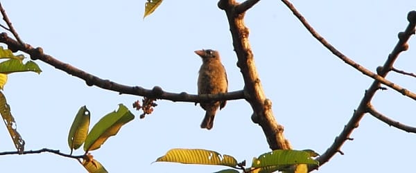 Bristle-nosed Barbet is a West African sister species of Gray-throated