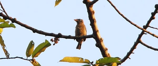 De borstelneusbaardvogel is een West-Afrikaanse zustersoort van de grijskeelbaardvogel