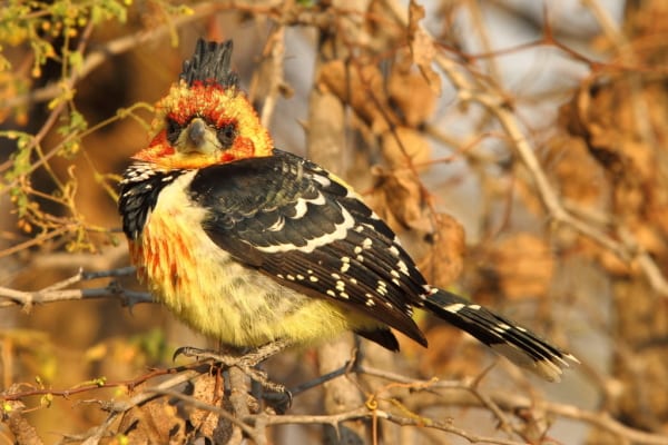 Crested Barbet is an aptly named species of Southern and Central African woodlands