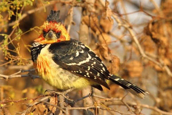 El barbudo crestado es una especie con un nombre apropiado de los bosques de África central y meridional.