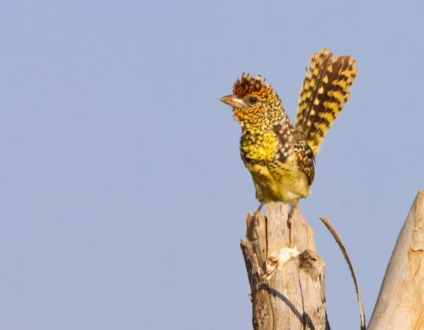 D&#39;Arnaud&#39;s Barbet is een kleine, sociale soort die een groot deel van zijn tijd op de grond doorbrengt en een vreemde kwispelende, uurwerkachtige vertoning heeft die werd uitgevoerd toen ik deze foto maakte in de Zuid-Omo-vallei in Ethiopië