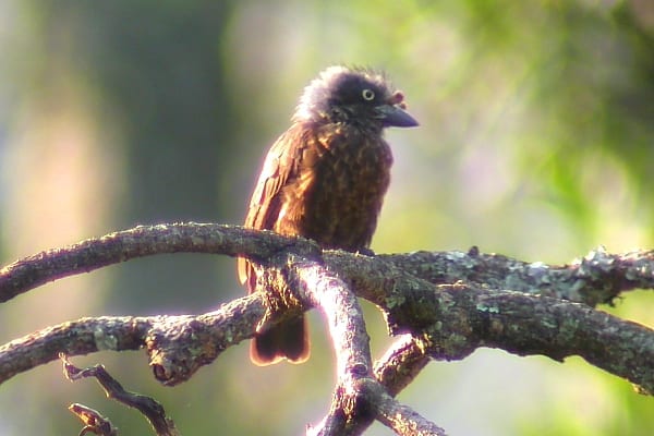 Gråstrupig Barbet är en av de enklare medlemmarna av den afrikanska Barbet-familjen