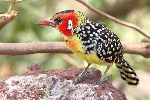 Le magnifique Barbet rouge et jaune remplace le Barbet à crête en Afrique de l&#39;Est. Image du parc national du lac Manyara, Tanzanie 