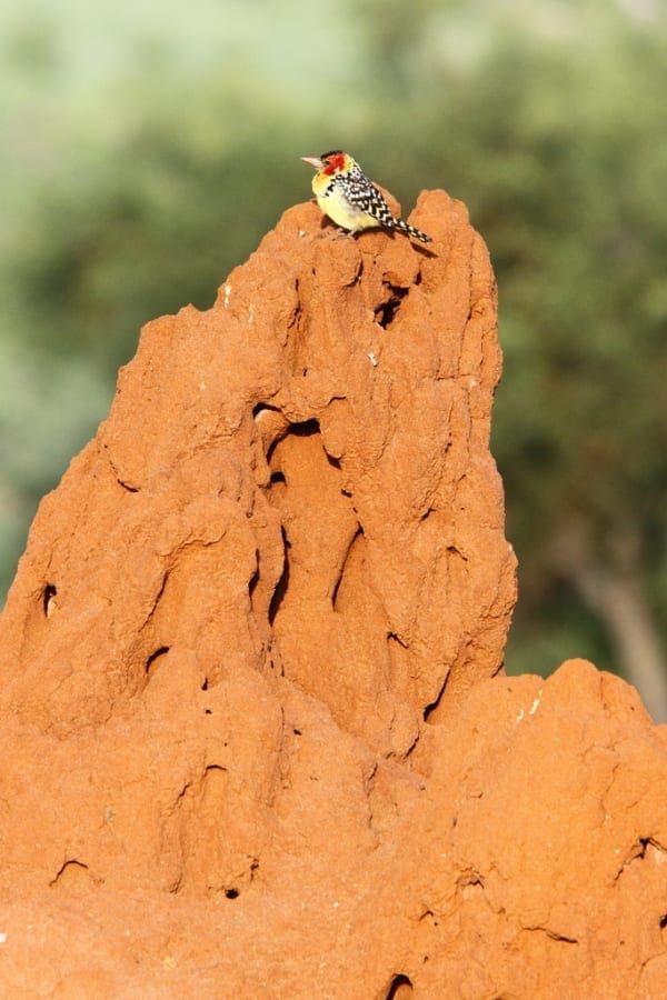 Red-and-yellow Barbet is unusual in that it uses active termite mounds for nesting, most other barbets excavate holes in trees. Image from Tarangire National Park, Tanzania