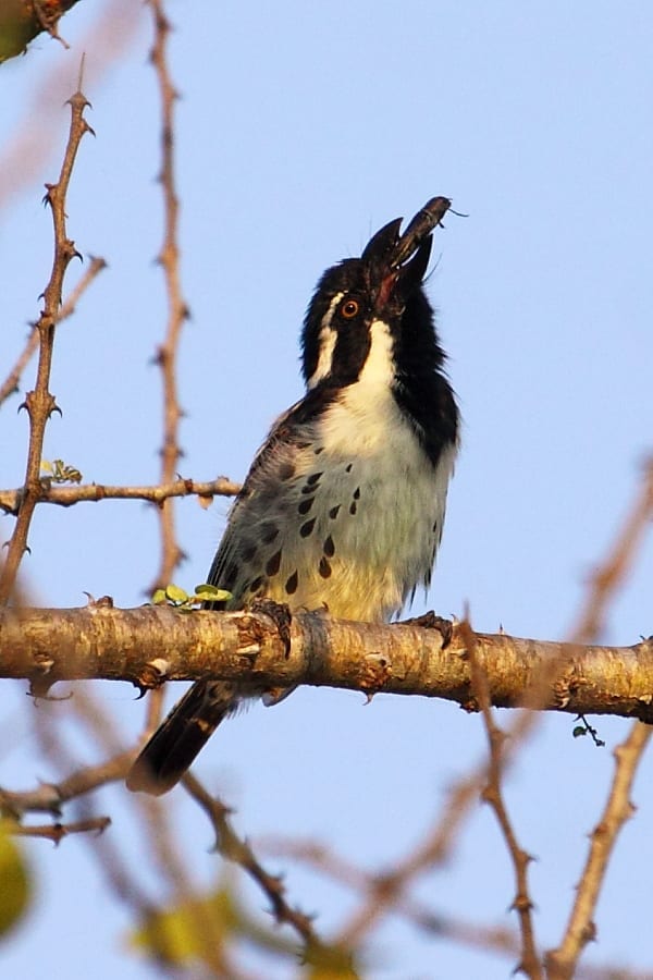 Notice the attractive spotted flanks of this Spot-flanked Barbet