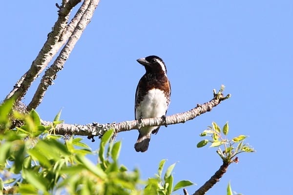 Le Barbet à oreilles blanches est une espèce commune et bruyante des forêts côtières le long de la côte est de l&#39;Afrique.