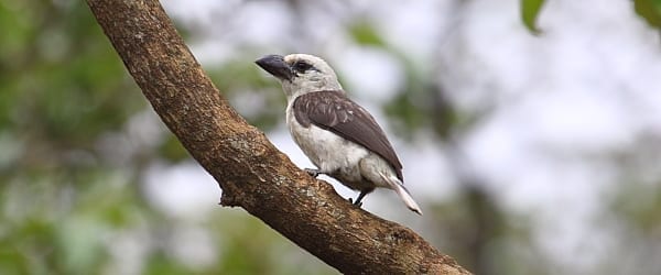 Vithövdade Barbets ofta bär fikonträd i skogar i östra och centrala Afrika