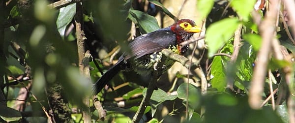 Le plus grand barbet d&#39;Afrique est un rôdeur inhabituel de la forêt tropicale. Le Barbet à bec jaune se tient généralement dans des enchevêtrements denses ou dans une canopée haute d&#39;où il pousse un fort cri klaxonnant. 