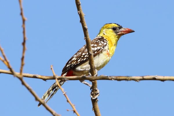 El barbudo de pecho amarillo sustituye a las especies anteriores en los bosques áridos del noreste de África y el Sahel.