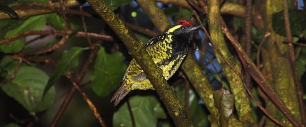 Yellow-spotted Barbet is a beautiful, rainforest barbet and is the only member of its genus