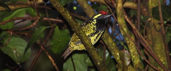 Geelgevlekte Barbet is een prachtige regenwoudbaardvogel en is het enige lid van zijn geslacht