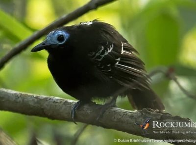 Bare-crowned Antbird by Dušan Brinkhuizen